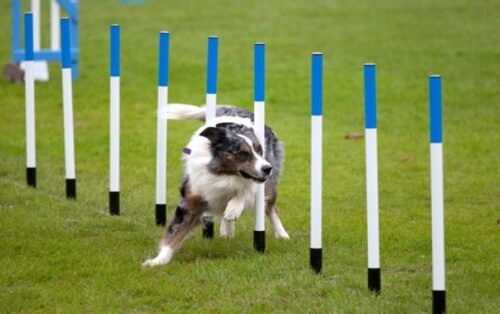 A dog is running through some poles on the grass.